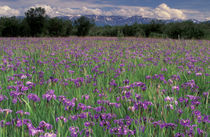 Iris flowers (Iris setosa) by Danita Delimont