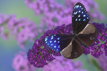 Euploea mulciber the Striped Blue Crow Butterfly by Danita Delimont