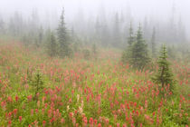 Misty meadow scenic von Danita Delimont