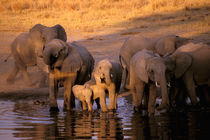 Elephants (Loxodonta africana) von Danita Delimont