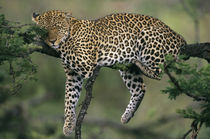 Adult female leopard resting in an acacia tree by Danita Delimont