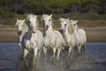 Horses run through the estuary waters von Danita Delimont