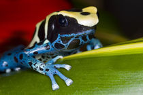 Close-up of poison dart frog on leaf by Danita Delimont