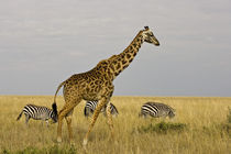 Maasai Giraffes roaming across the Maasai Mara Kenya von Danita Delimont