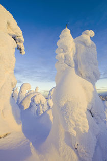 Snowghosts at sunset at Whitefish Mountain Resort in Montana von Danita Delimont