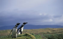 Magellanic penguins (Spheniscus magellanicus) von Danita Delimont