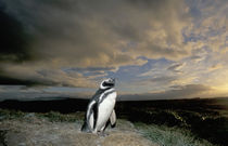 Magellanic Penguin (Spheniscus magellanicus) by Danita Delimont