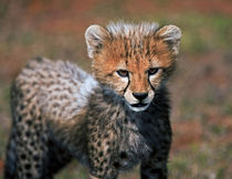 Cheetah (Acinonyx Jubatus) as seen in the Masai Mara von Danita Delimont