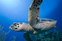 Underwater view of Hawksbill Turtle (Eretmochelys imbricata) swimming above coral reef near Bloody Bay Wall by Danita Delimont