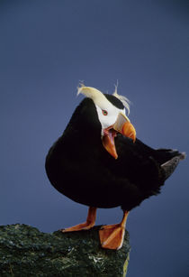 Close-up of lone puffin standing on rock ledge by Danita Delimont
