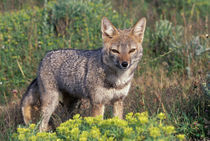 Argentine grey fox (Disicyon griseus) von Danita Delimont