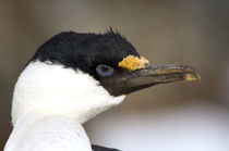 A blue-eyed shag in Antarctica by Danita Delimont