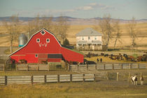 Pincher Creek: Red Barn & Ranch by Danita Delimont