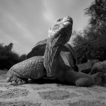 Flash portait of Giant Tortoise (Geochelone elephantopus) in enclosure at Darwin Research Station by Danita Delimont