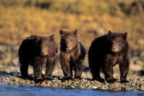 Katmai National Park on the Alaskan peninsula by Danita Delimont