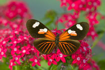 Heliconius melpomene the Postman Butterfly von Danita Delimont