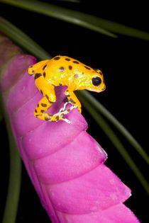 Close-up of poison dart frog on pink leaf by Danita Delimont