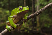 Guyana von Danita Delimont