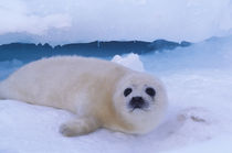 Harp seal (Phoca groenlandica) von Danita Delimont