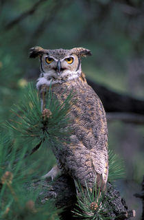 Great Horned Owl in pine tree by Danita Delimont