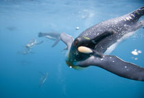 Underwater view of King Penguins (Aptenodytes patagonicus) swimming in Right Whale Bay von Danita Delimont