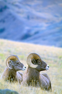 Big Horn Sheep (Ovis Canadensis) by Danita Delimont
