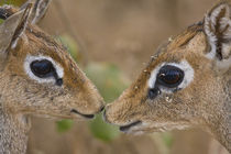 Kirk's Dik Dik at Manyara NP von Danita Delimont