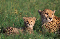 Cheetah and cubs (Acinonyx jubatus) von Danita Delimont