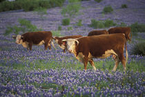 Hereford Cattle in large meadow of Bluebonnets by Danita Delimont