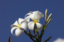 White plumeria by Danita Delimont