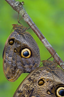 Sammamish Washington Tropical Butterflies photograph of Caligo memnon the Giant Owl Butterfly by Danita Delimont