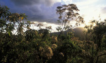 Setting sun lights rainforest lining rim of Ngorongoro Crater von Danita Delimont