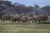 African Elephants by Danita Delimont