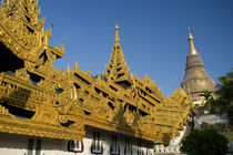 Largest in Burma von Danita Delimont