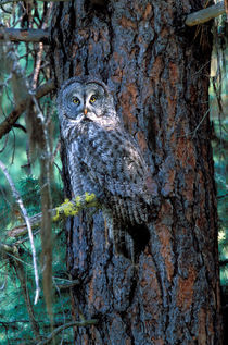 Great Grey Owl by Danita Delimont