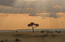 The sun rays lasering through the afternoon storm clouds in the Maasai Mara Kenya von Danita Delimont