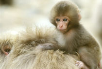 Snow Monkey Baby on Mother's Back (Macaca fuscata) von Danita Delimont