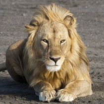 Male Lion at Ndutu in the Ngorongoro Conservation Area von Danita Delimont