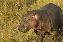 Baby Hippo out of water away from adults along the river brush in the Maasai Mara Kenya von Danita Delimont
