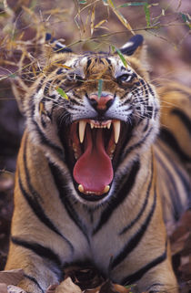 A 20-month-old male tiger cub yawning (Bathan) by Danita Delimont