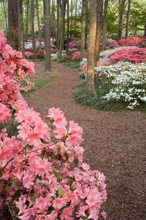 A pathway through azaleas and rhododendrons von Danita Delimont