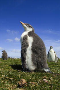 With fuzzy down feathers in Falkland Islands by Danita Delimont