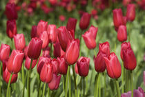 5 million tulips in 100 varieties von Danita Delimont