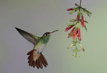 Rufous-tailed hummingbird flies to red flowers to feed by Danita Delimont