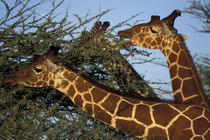 Reticulated Giraffe herd (Giraffa camelopardalis) feeding on acacia at sunset by Danita Delimont