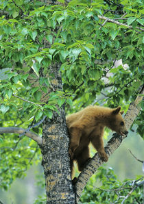 Cinnamon colored black bear in aspen tree in Waterton Lakes National Park in Alberta Canada von Danita Delimont