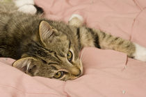 Silver tabby stretched out on bedspread von Danita Delimont