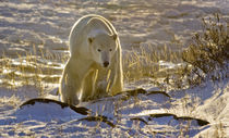 Backlit polar bear by Danita Delimont