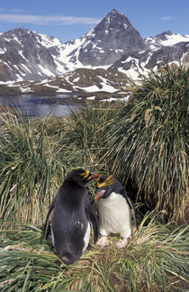 Macaroni penguin couple on tussock grass by Danita Delimont