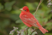 Close-up of male summer tanager perched on tree limb by Danita Delimont